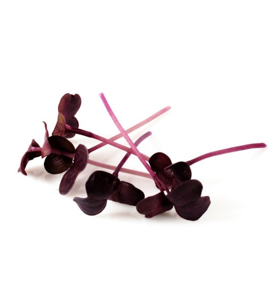 semena cervenej redkovky na mikrozeleninu